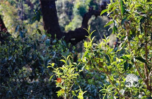 2017年秋茶現(xiàn)場之走進(jìn)易武
